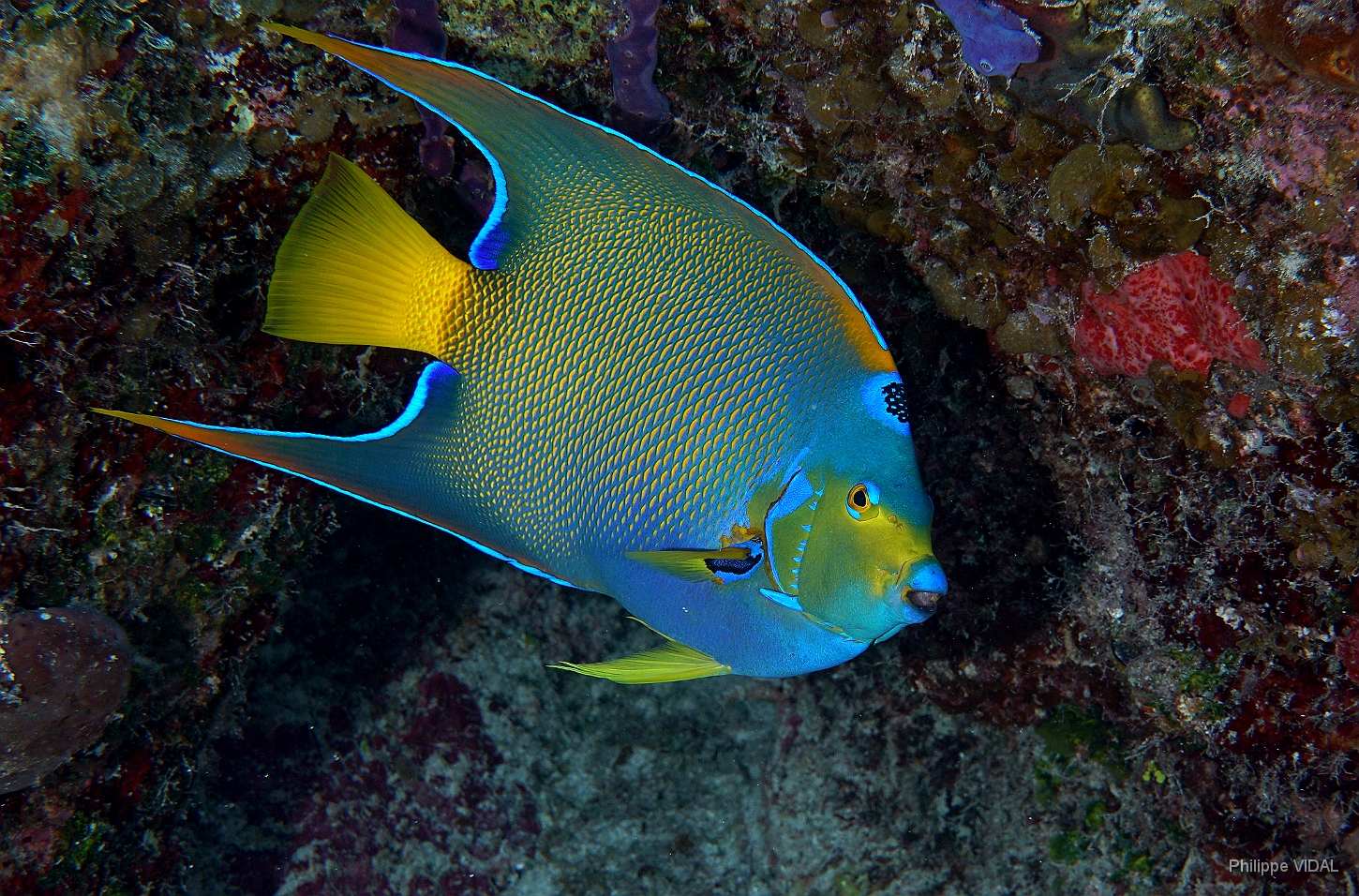 MediaEarth - Bahamas 2017 - DSC02298_rc - Queen Angelfish - Holocanthus ciliaris.jpg